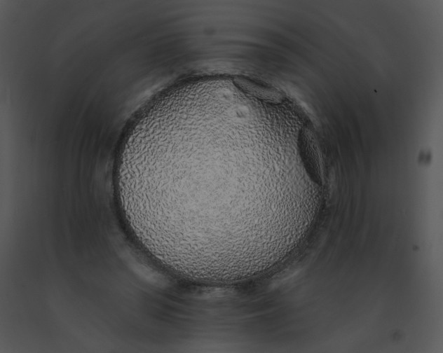 X0000091370398200708311529