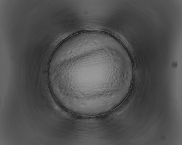 X0000091370433200708311528