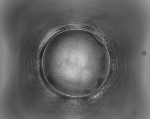 X0000091450103200708161306
