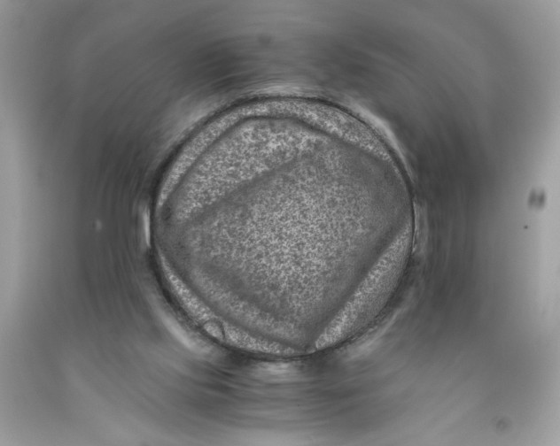 X0000091450061200709061744