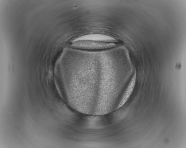 X0000091450085200709061744