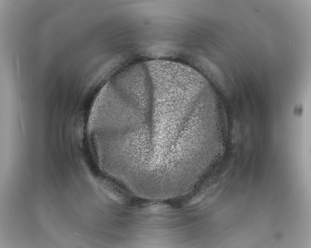 X0000091450210200709061742