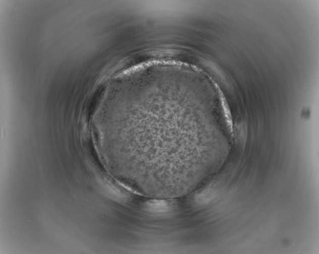 X0000091450381200709061740