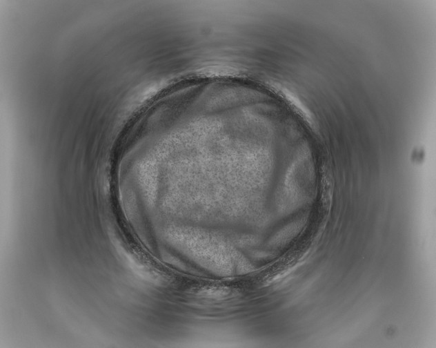 X0000091450631200709061735