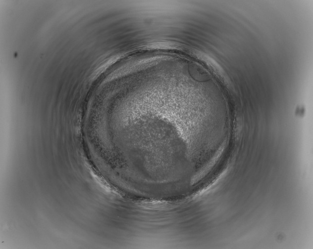 X0000091450833200709061733