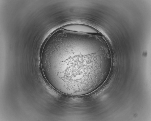 X0000091450837200709061733