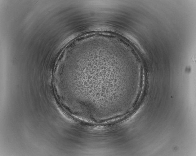 X0000091450841200709061733