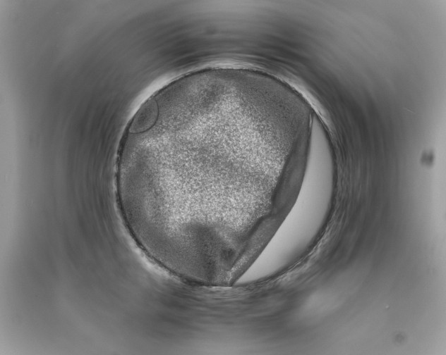 X0000091450853200709061733