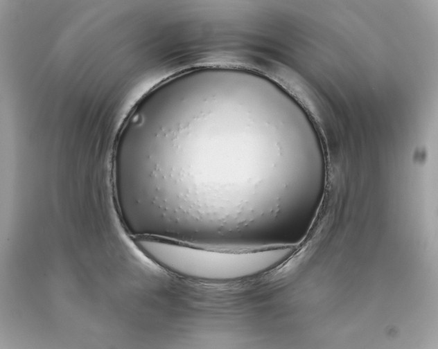 X0000091450855200709061733