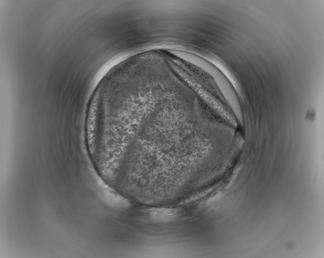 X0000091450861200709061733