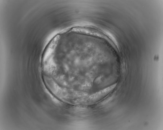 X0000091451103200709061729