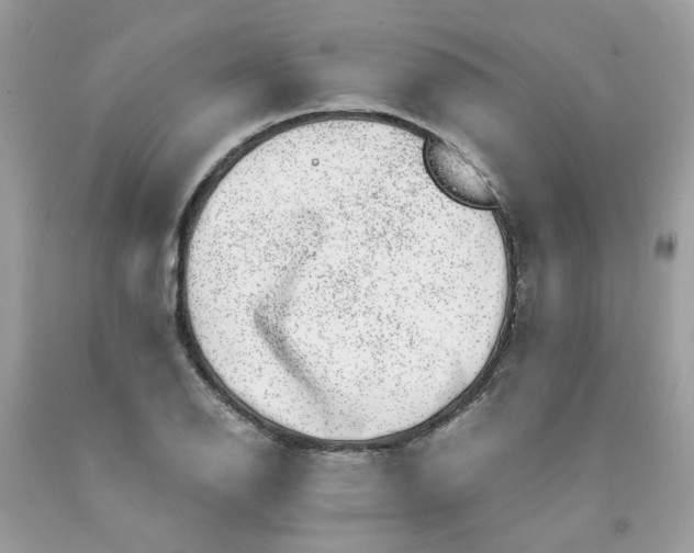 X0000091451126200709061729