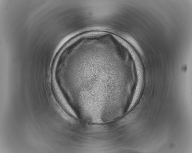 X0000091451436200709061725