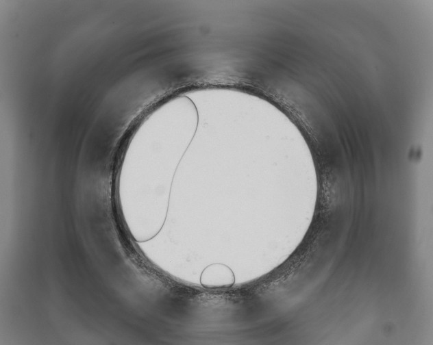X0000091460534200708161109