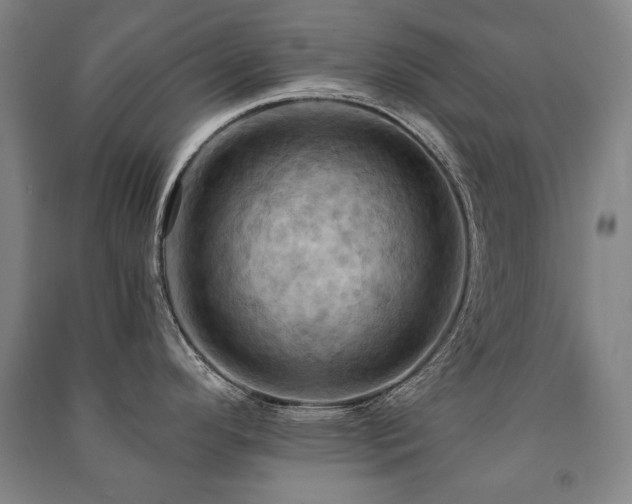 X0000091461296200708161515