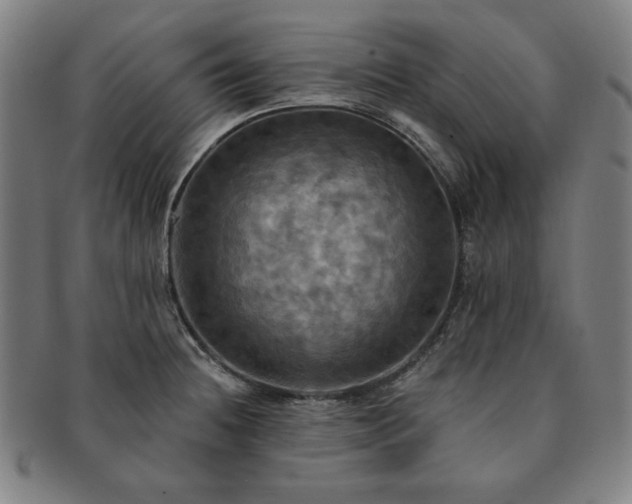 X0000091461236200708231309