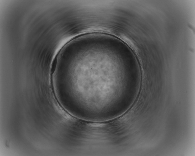 X0000091461296200708231308