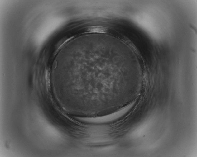 X0000091461487200708231306
