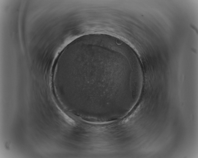 X0000091461525200708231306