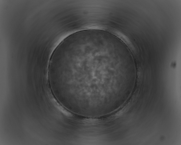 X0000091461236200708301824