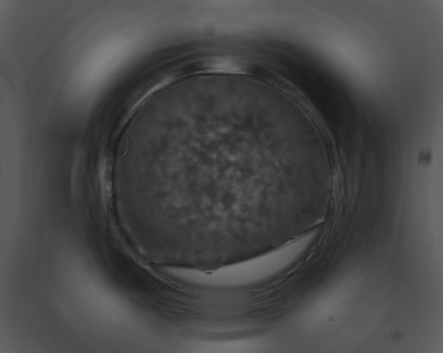 X0000091461487200708301820