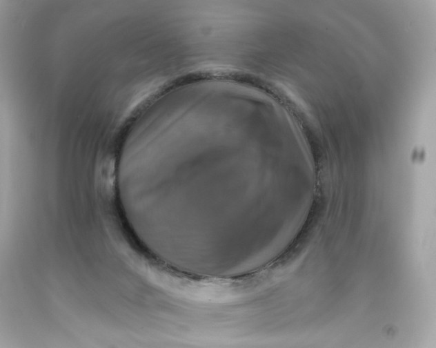 X0000091460024200709061806