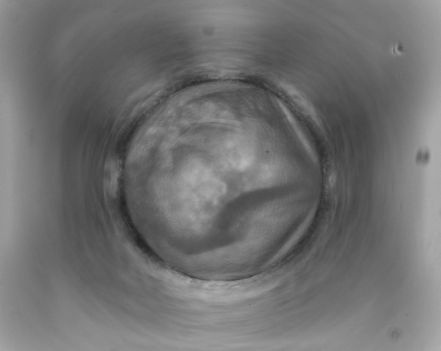X0000091460026200709061806