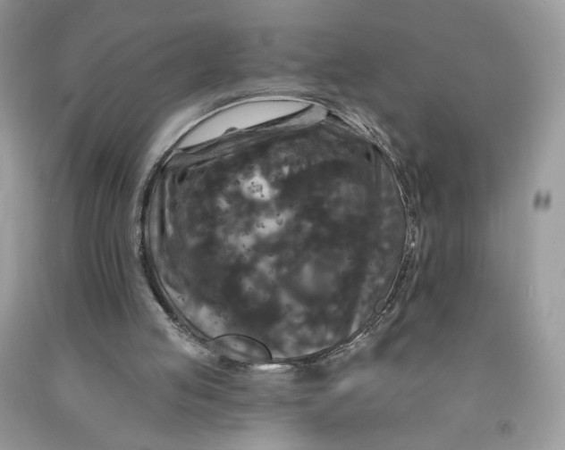 X0000091460053200709061805