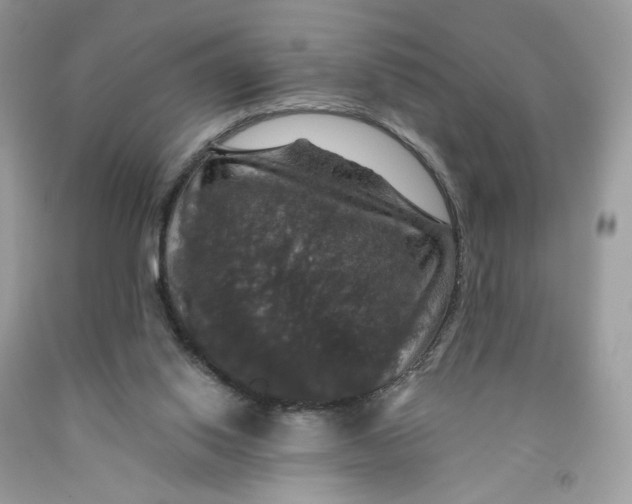 X0000091460062200709061805