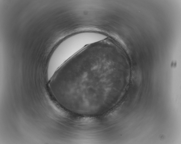 X0000091460063200709061805