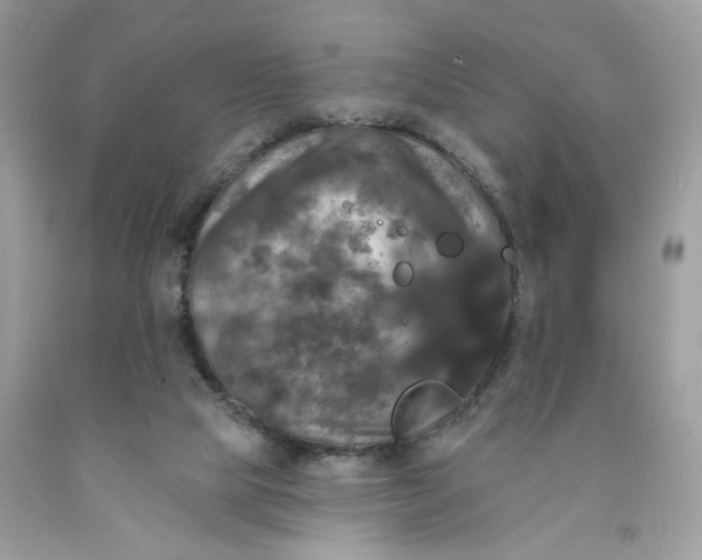 X0000091460065200709061805