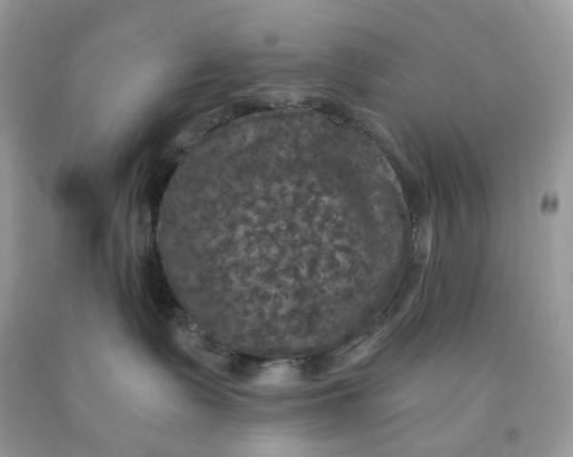 X0000091460335200709061802