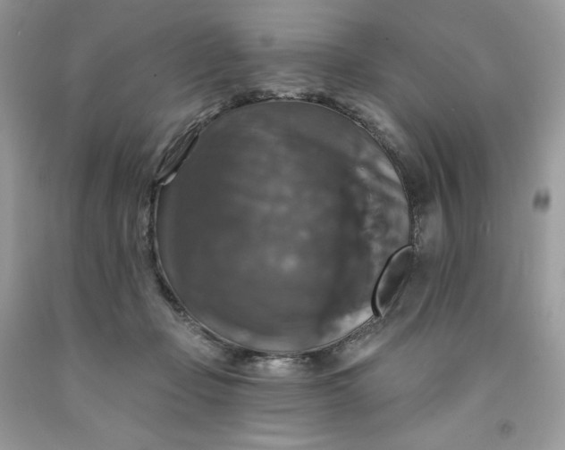 X0000091460365200709061801