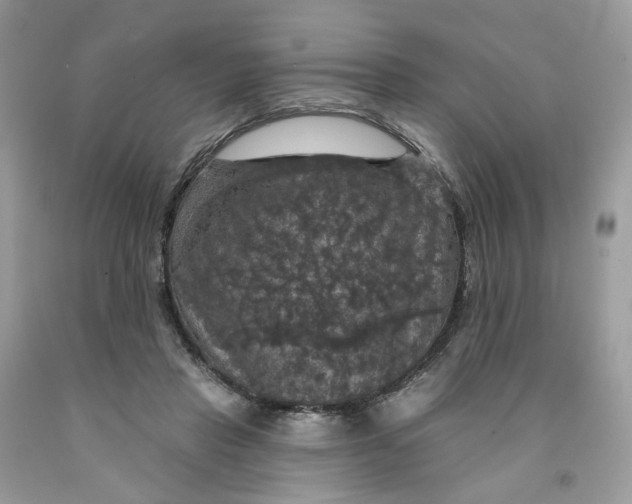 X0000091460453200709061800