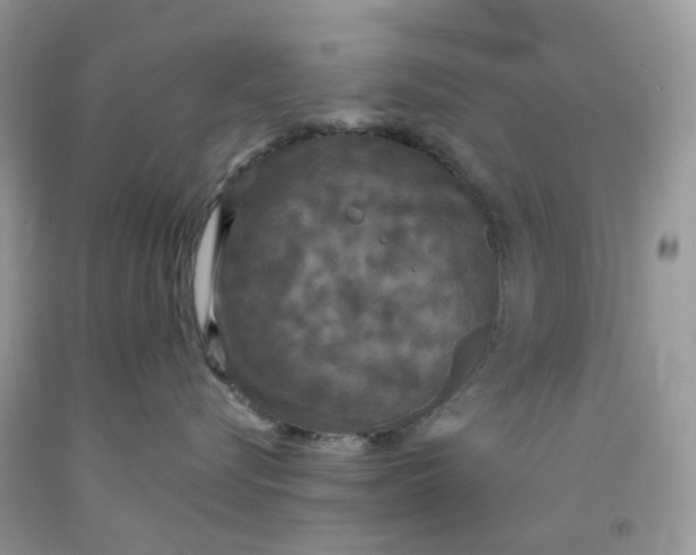 X0000091460576200709061759
