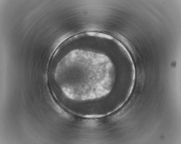 X0000091460810200709061755