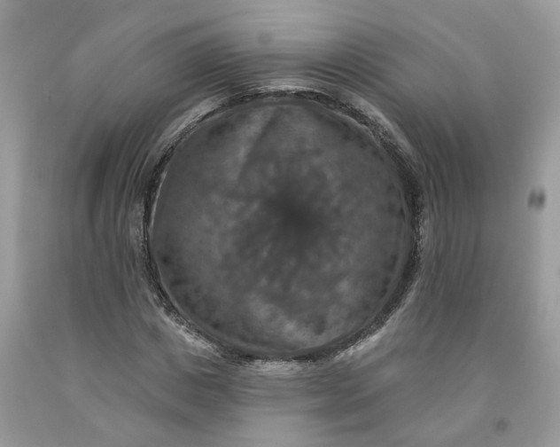 X0000091460825200709061755