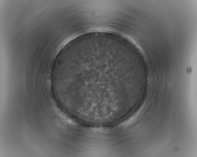 X0000091461025200709061752