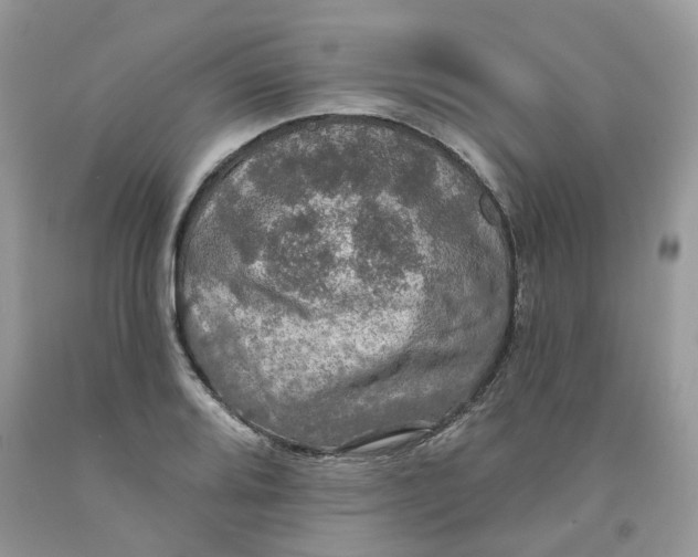 X0000091461080200709061751