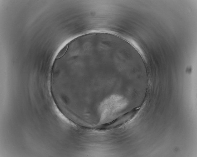 X0000091461100200709061751