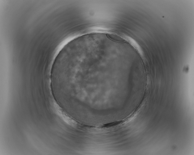 X0000091461435200709061747