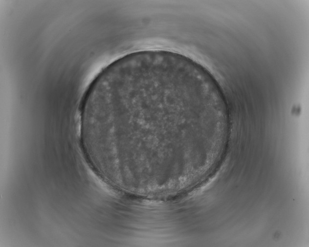 X0000091461509200709061745