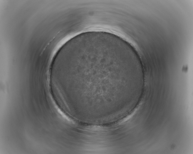 X0000091461517200709061745