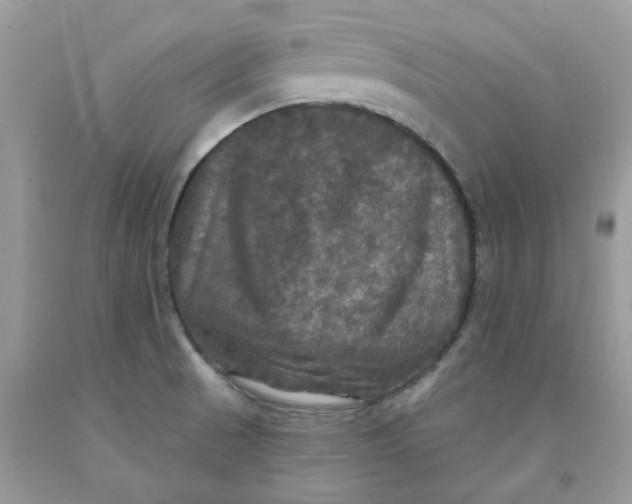 X0000091461521200709061745