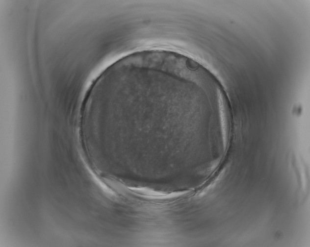 X0000091461525200709061745