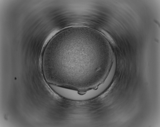 X0000091481196200708231354