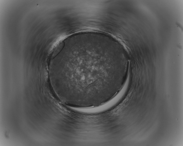 X0000091481363200708231351