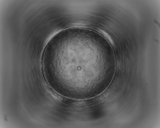 X0000091481435200708231350