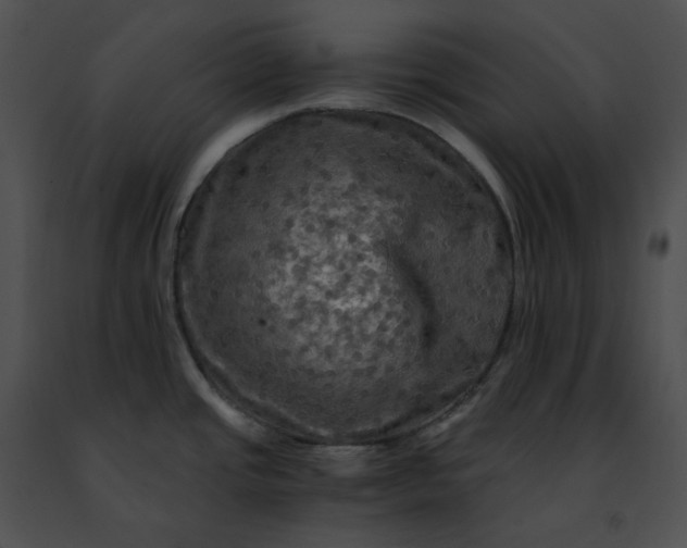 X0000091481437200708301905