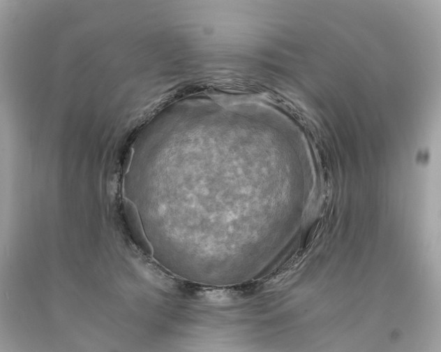 X0000091480417200709061843